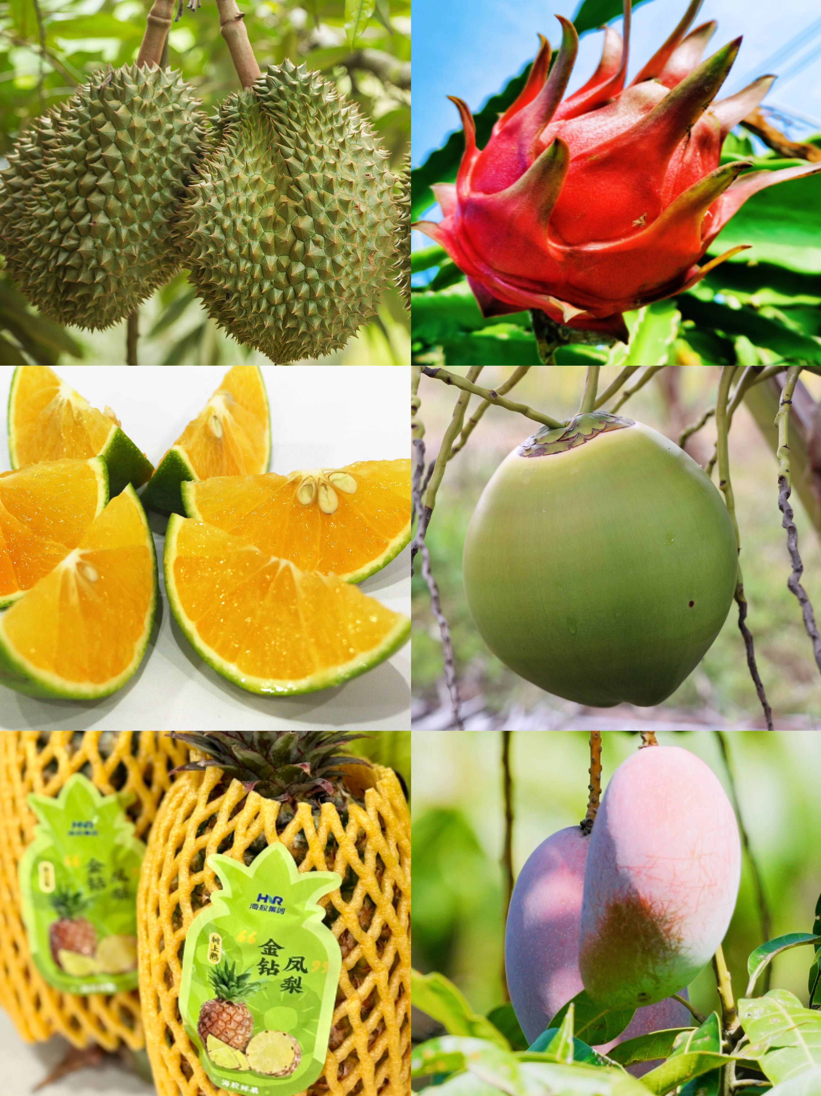 �ȴ�ũҵ��Ʒ �� �ȴ�ˮ��