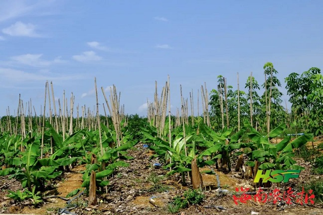 �ƽ�Ǽ��Ź���|��ҳ