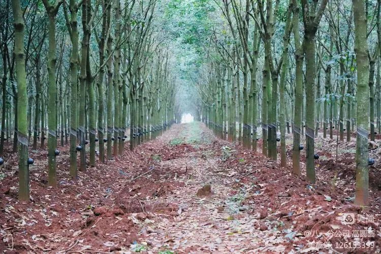 �ƽ�Ǽ��Ź���|��ҳ