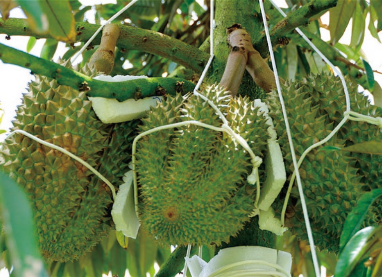 ��Ʒ��ҵ����